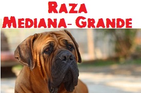 Raza Mediana-Grande
